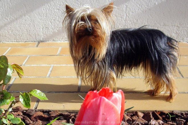 Photo de Yorkshire terrier