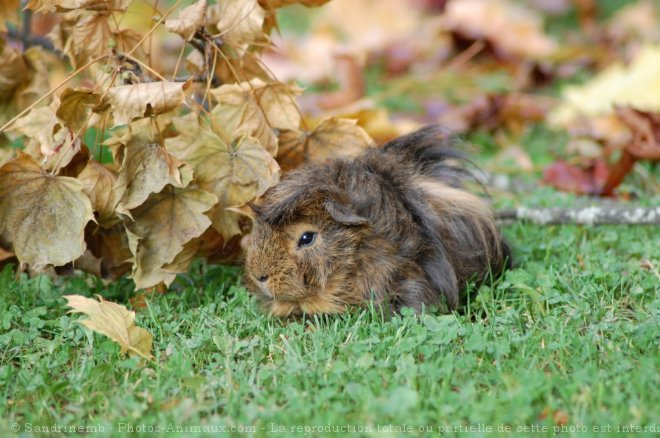 Photo de Cochon d'inde - pruvien