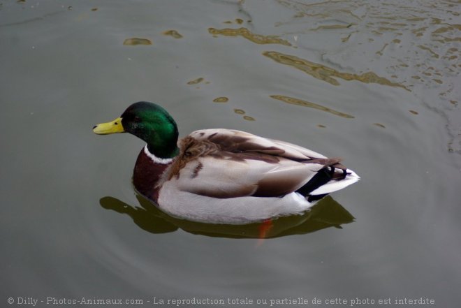 Photo de Canard colvert