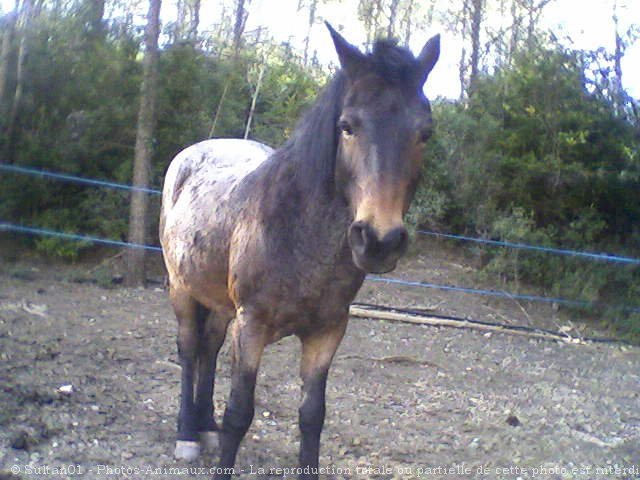 Photo d'Appaloosa