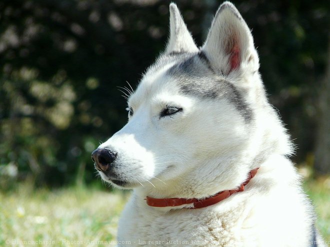 Photo de Husky siberien