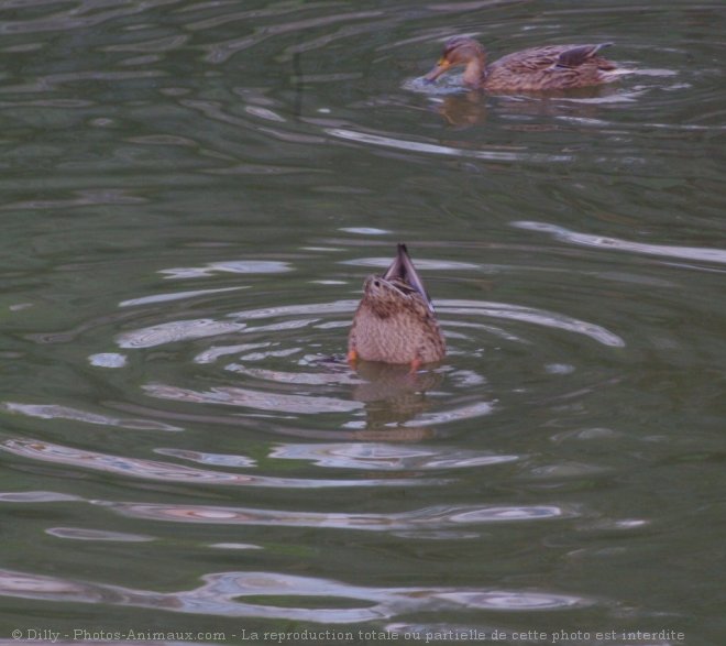 Photo de Canard colvert