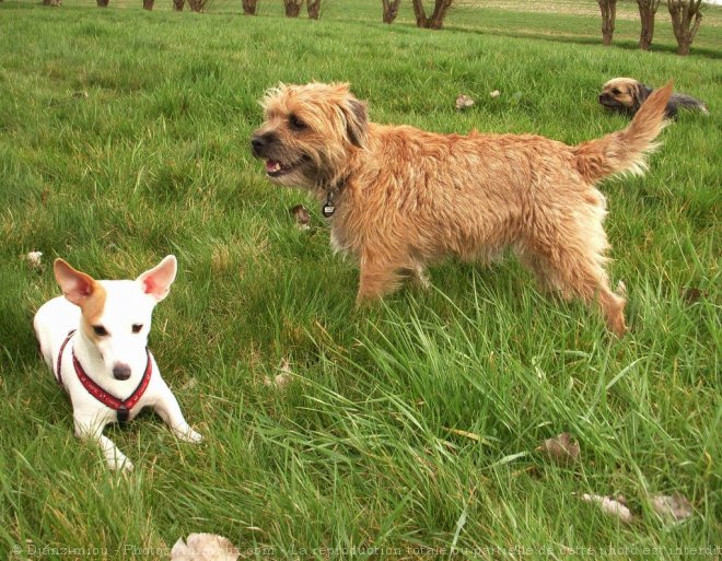 Photo de Races diffrentes