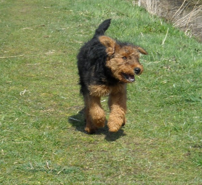 Photo d'Airedale terrier