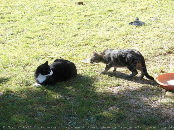 Photo de Chat domestique