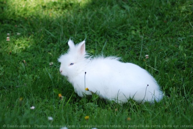 Photo de Lapin