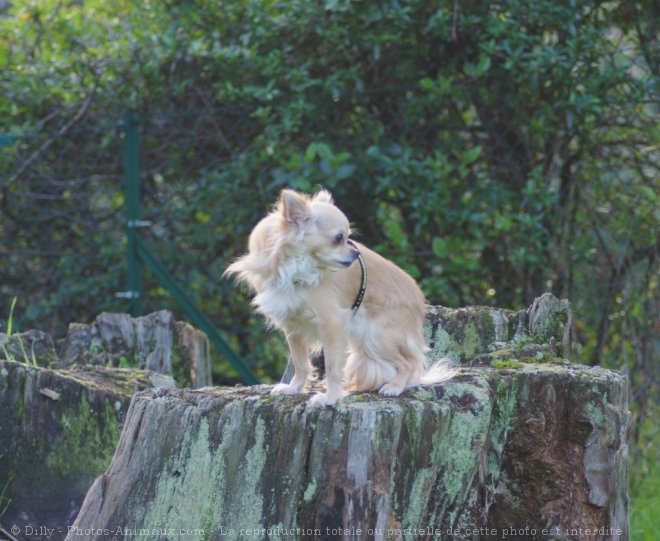 Photo de Chihuahua  poil long