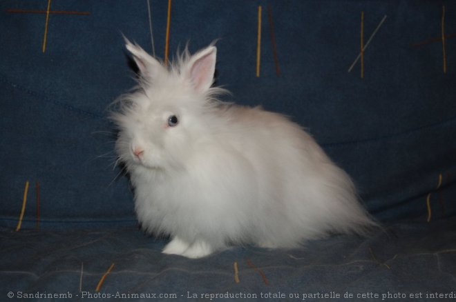 Photo de Lapin