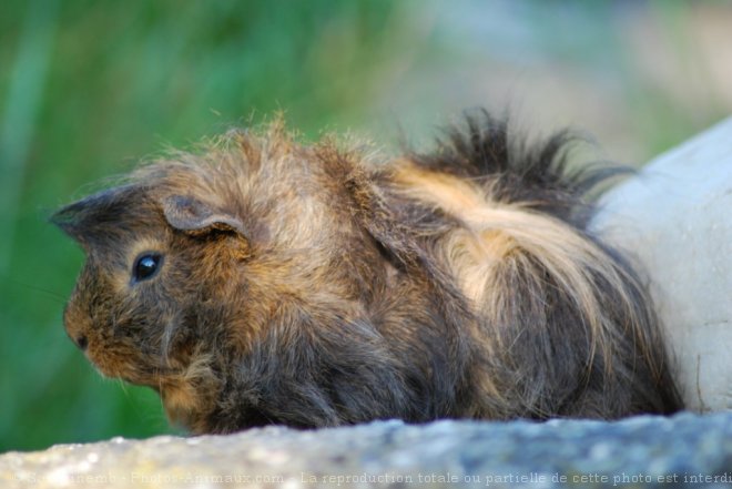 Photo de Cochon d'inde - pruvien