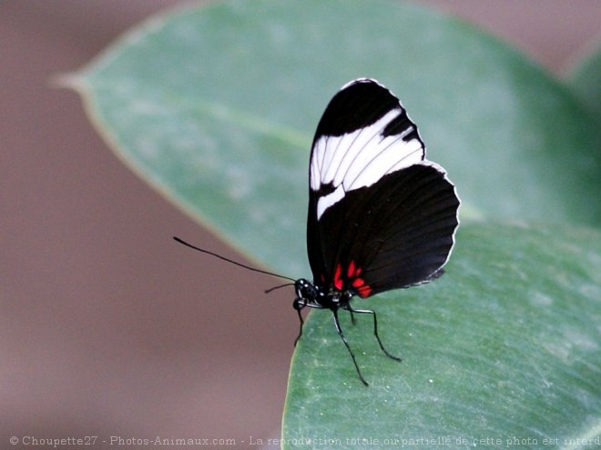 Photo de Papillon