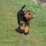 Photo d'Airedale terrier