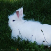 Photo de Lapin