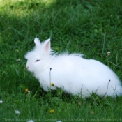 Photo de Lapin