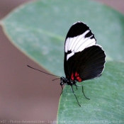 Photo de Papillon