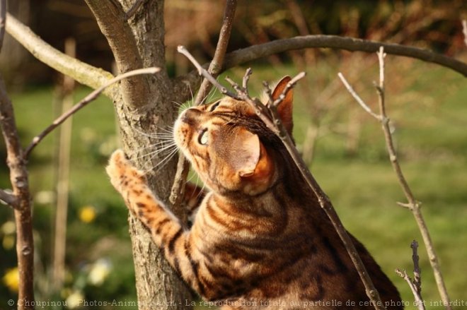 Photo de Bengal