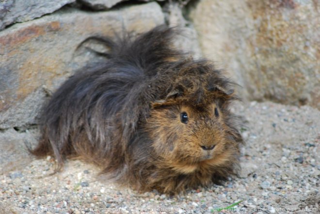 Photo de Cochon d'inde - pruvien