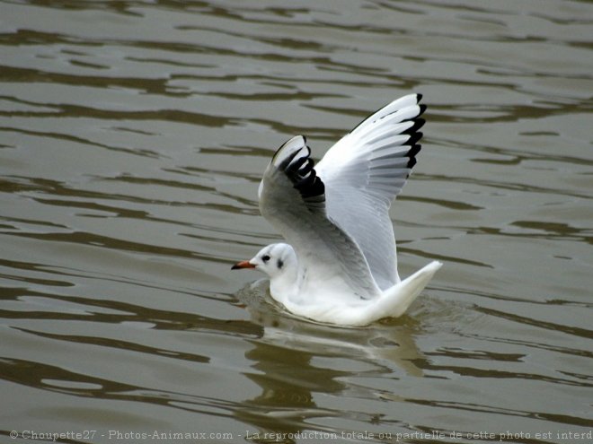 Photo de Mouette