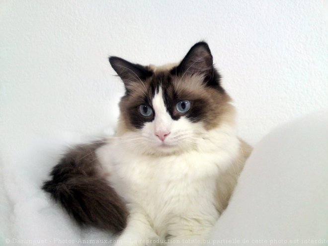 Photo de Ragdoll