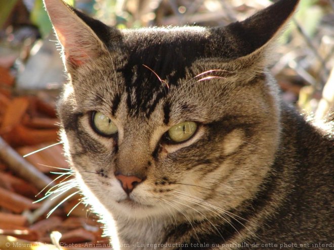 Photo de Chat domestique