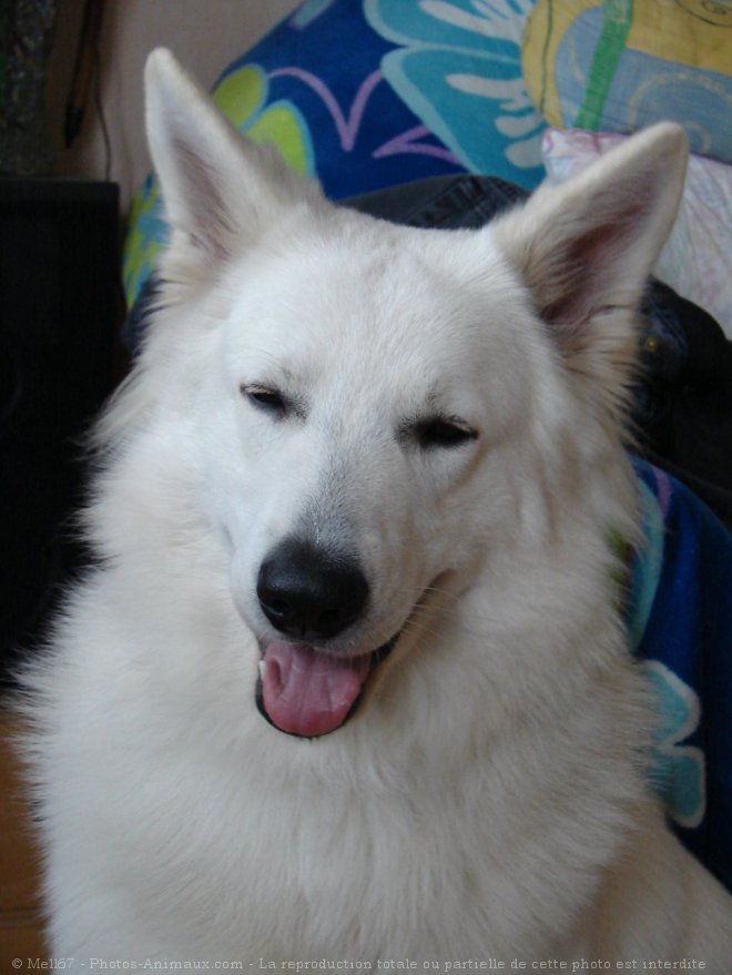 Photo de Berger blanc suisse