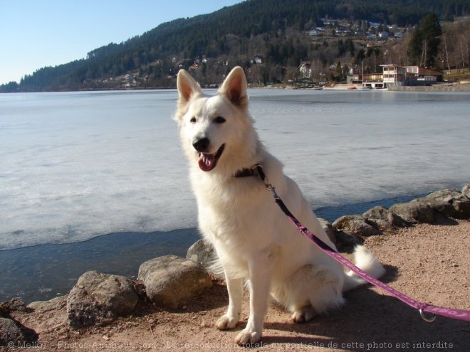 Photo de Berger blanc suisse