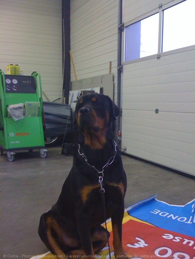 Photo de Rottweiler