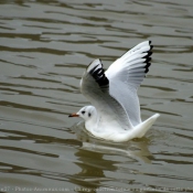 Photo de Mouette