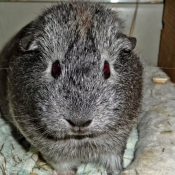 Photo de Cochon d'inde - agouti