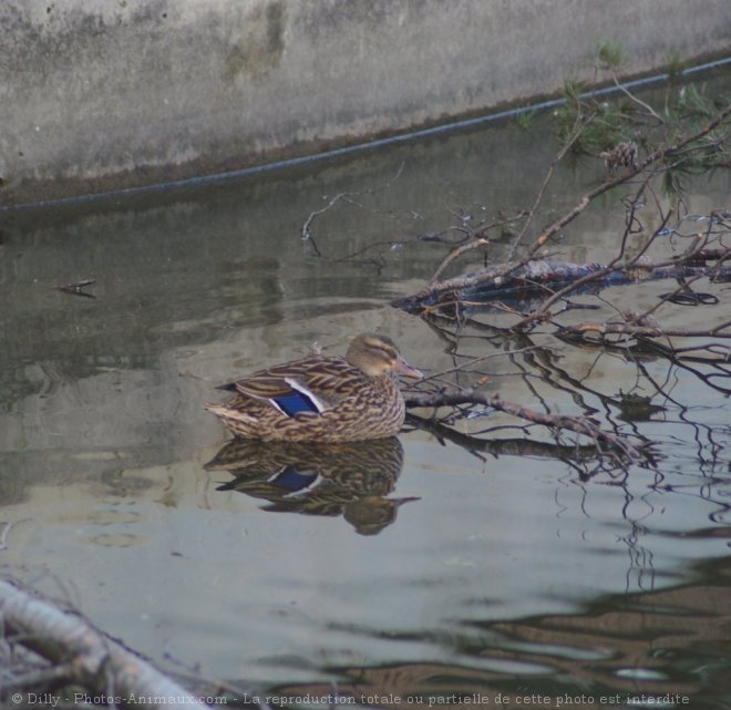 Photo de Canard colvert