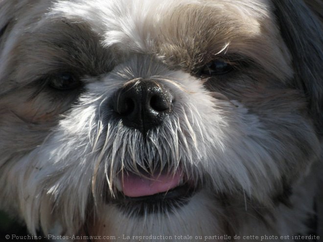 Photo de Shih tzu