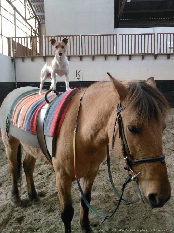 Photo de Jack russell terrier