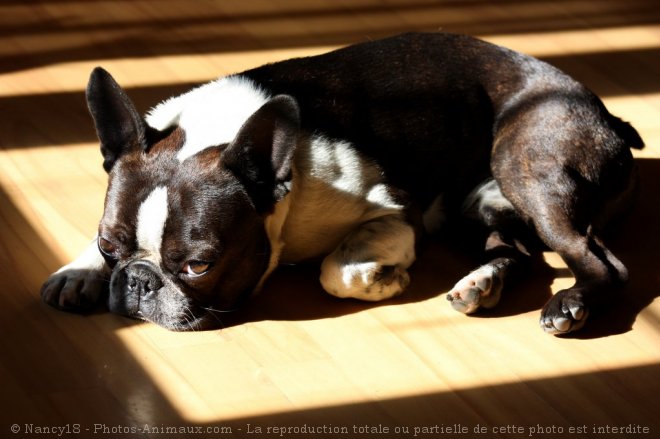 Photo de Boston terrier