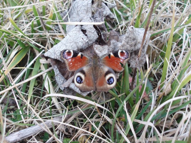 Photo de Papillon - paon du jour