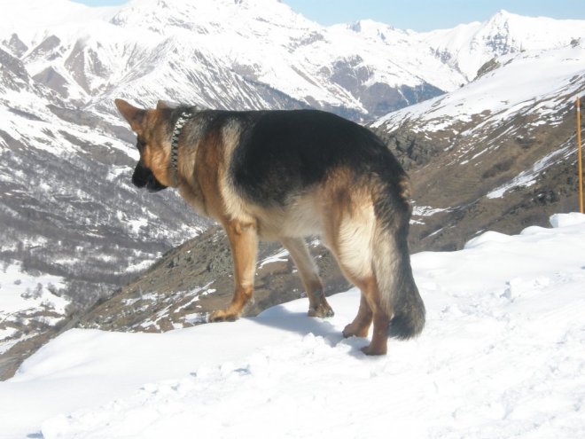 Photo de Berger allemand  poil court