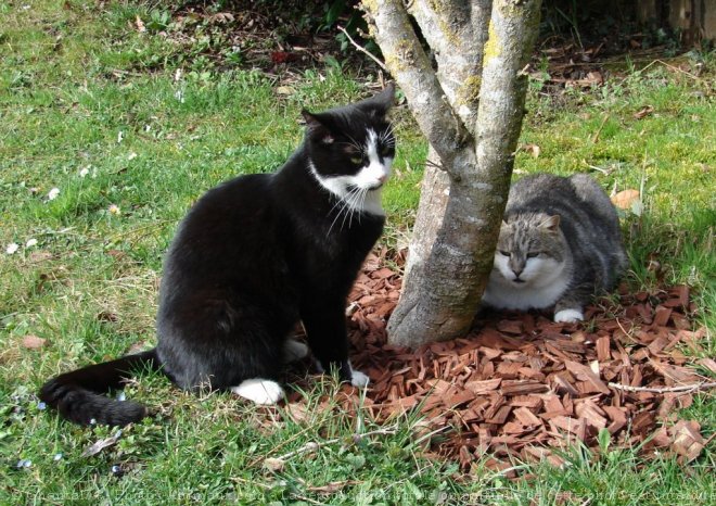 Photo de Chat domestique