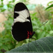 Photo de Papillon