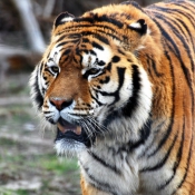 Photo de Tigre