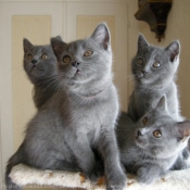 Photo de Chartreux