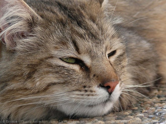 Photo de Chat domestique