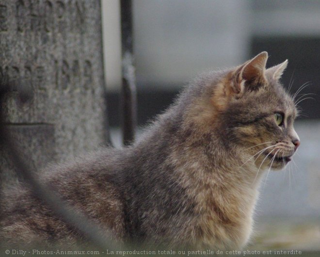 Photo de Chat domestique