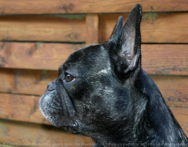 Photo de Bouledogue franais