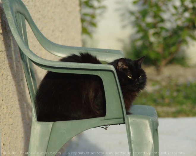 Photo de Chat domestique