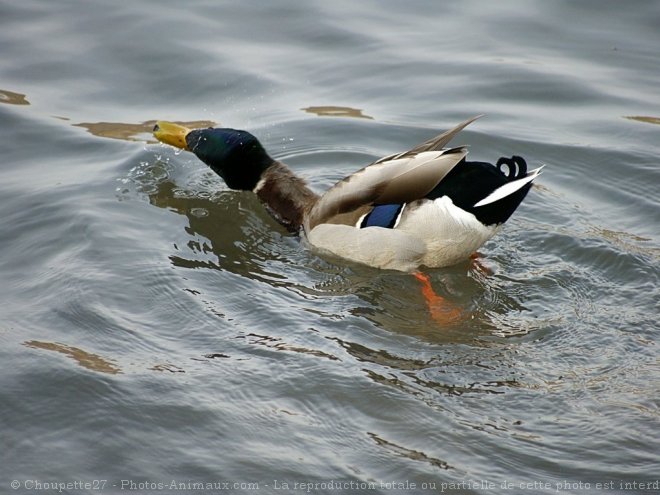 Photo de Canard colvert