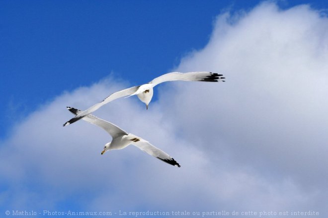 Photo de Mouette