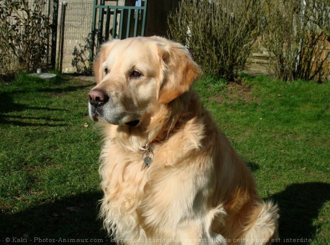 Photo de Golden retriever