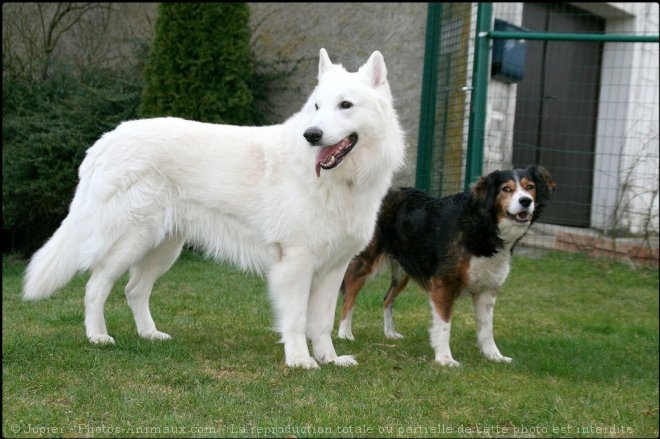 Photo de Berger blanc suisse