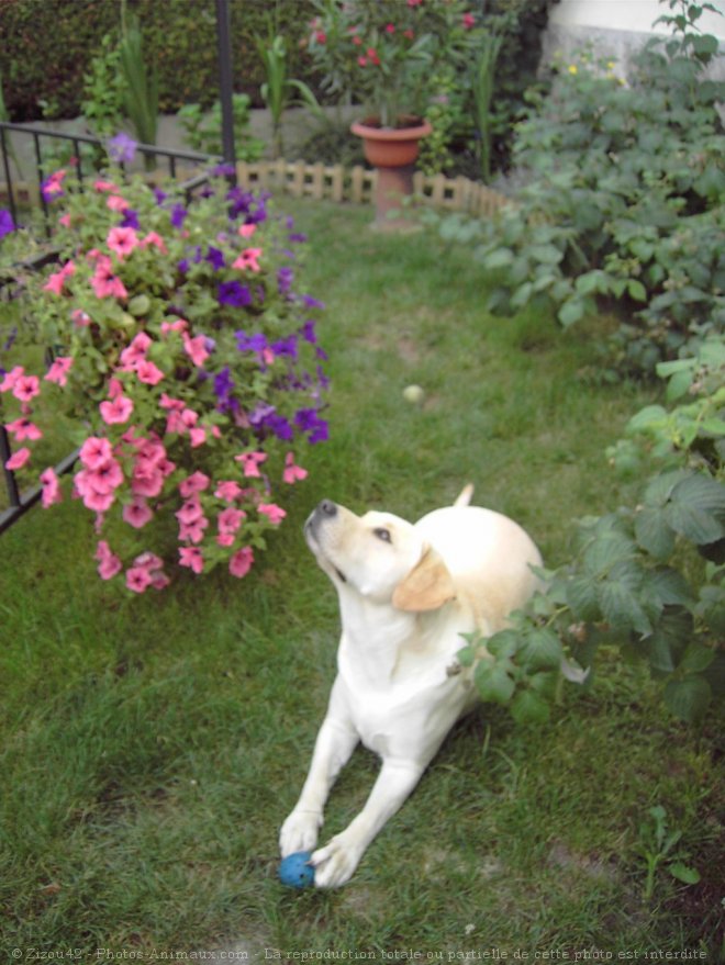 Photo de Labrador retriever