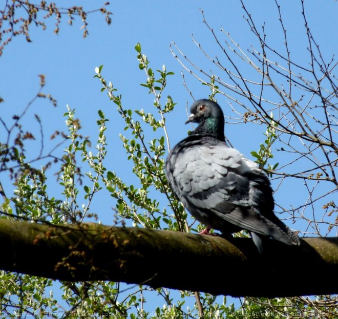 Photo de Pigeon