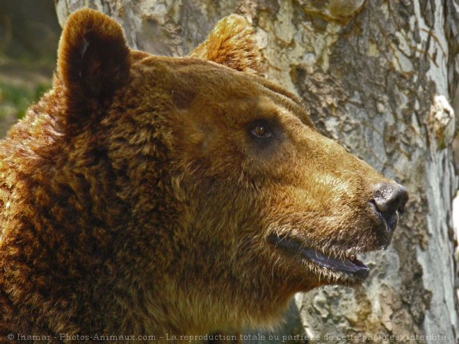 Photo d'Ours