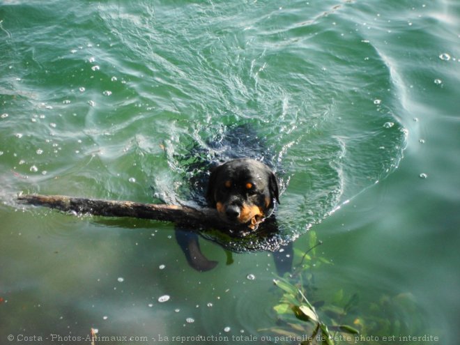 Photo de Rottweiler